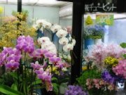 「フラワーハウスよしむら」　（岐阜県本巣郡北方町）の花屋店舗写真2